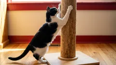 Waarom zou je blij zijn als je kat wegloopt om zijn nagels te scherpen zodra hij je ziet?