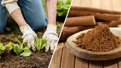 Hoe kaneelpoeder op planten aanbrengen zonder te overdrijven: doseringen, stappen en veelgemaakte fouten