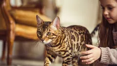 Wat is er mis met Bengalen? Waarom worden katten van dit ras vaak weggedaan?