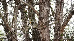 De uil zit in de boom, maar niet iedereen kan hem zien. Heb jij hem al gevonden?