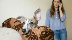 Pas op, de hond luistert mee: wat begrijpt uw huisdier van uw gesprekken?