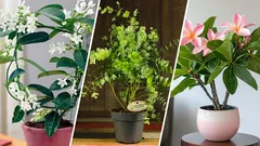 7 kamerplanten die diffusers vervangen en je huis vullen met de geur van de natuur